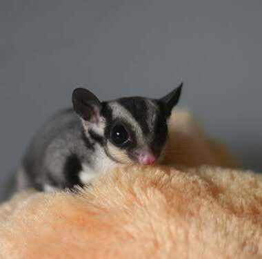 Do Sugar Gliders Have Infectious Diseases?