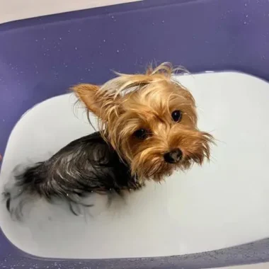 A Complete Guide to Your Puppy’s First Bath